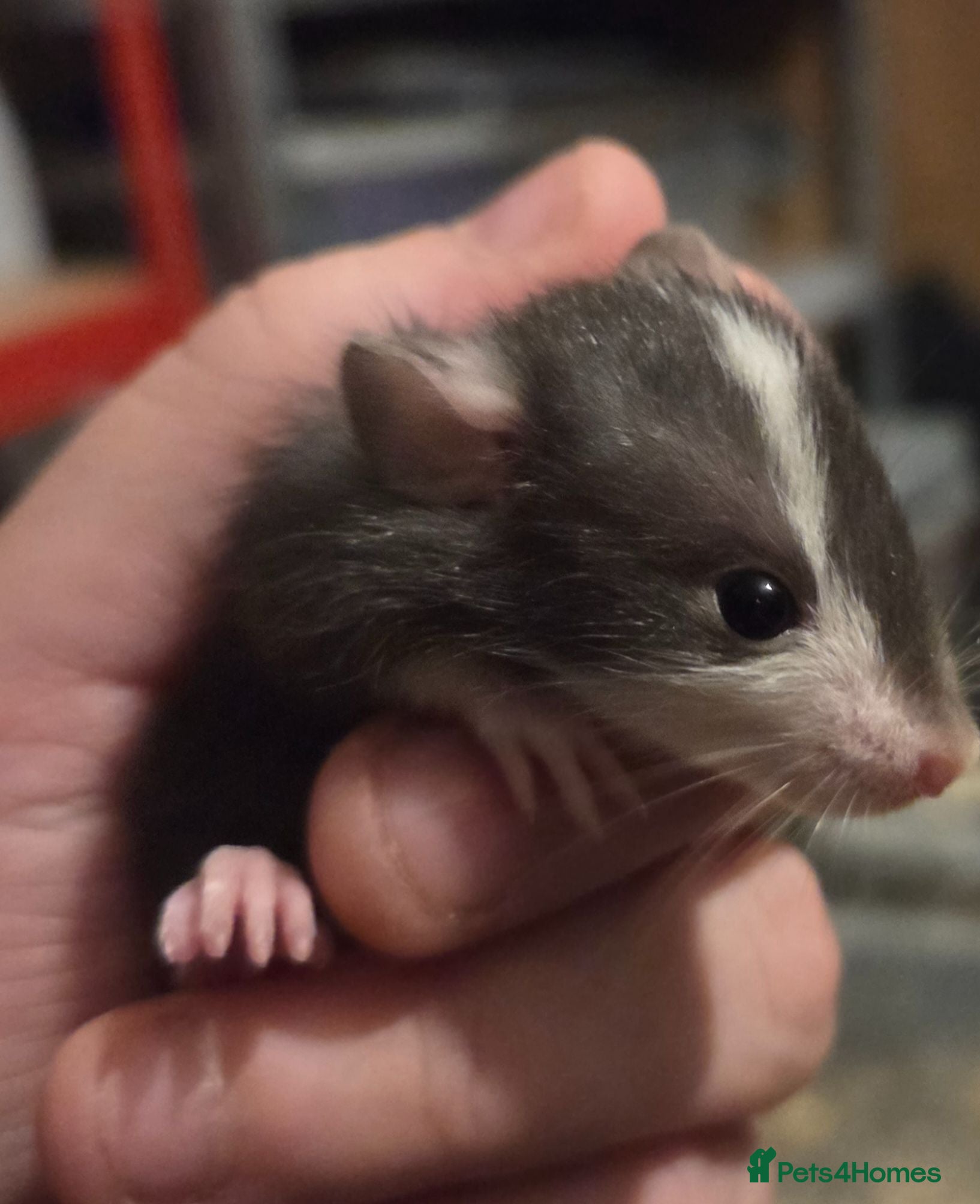 Rat rodents Baby rats dumbos, balds and fancy.  - Advert 4