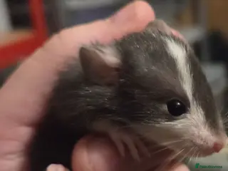 Rat rodents Baby rats dumbos, balds and fancy. - Advert 4