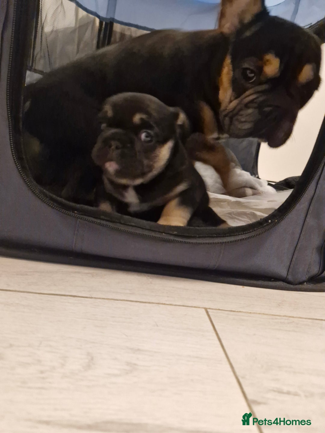 French Bulldog dogs for sale: French bulldogs - Advert 7