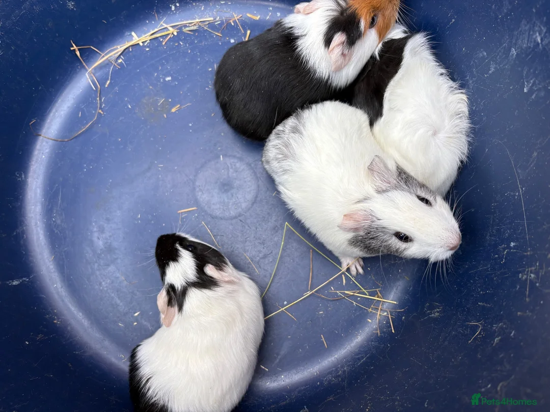 Guinea Pig rodents for sale: Two pairs of baby boy guinea pigs for sale  - Advert 1