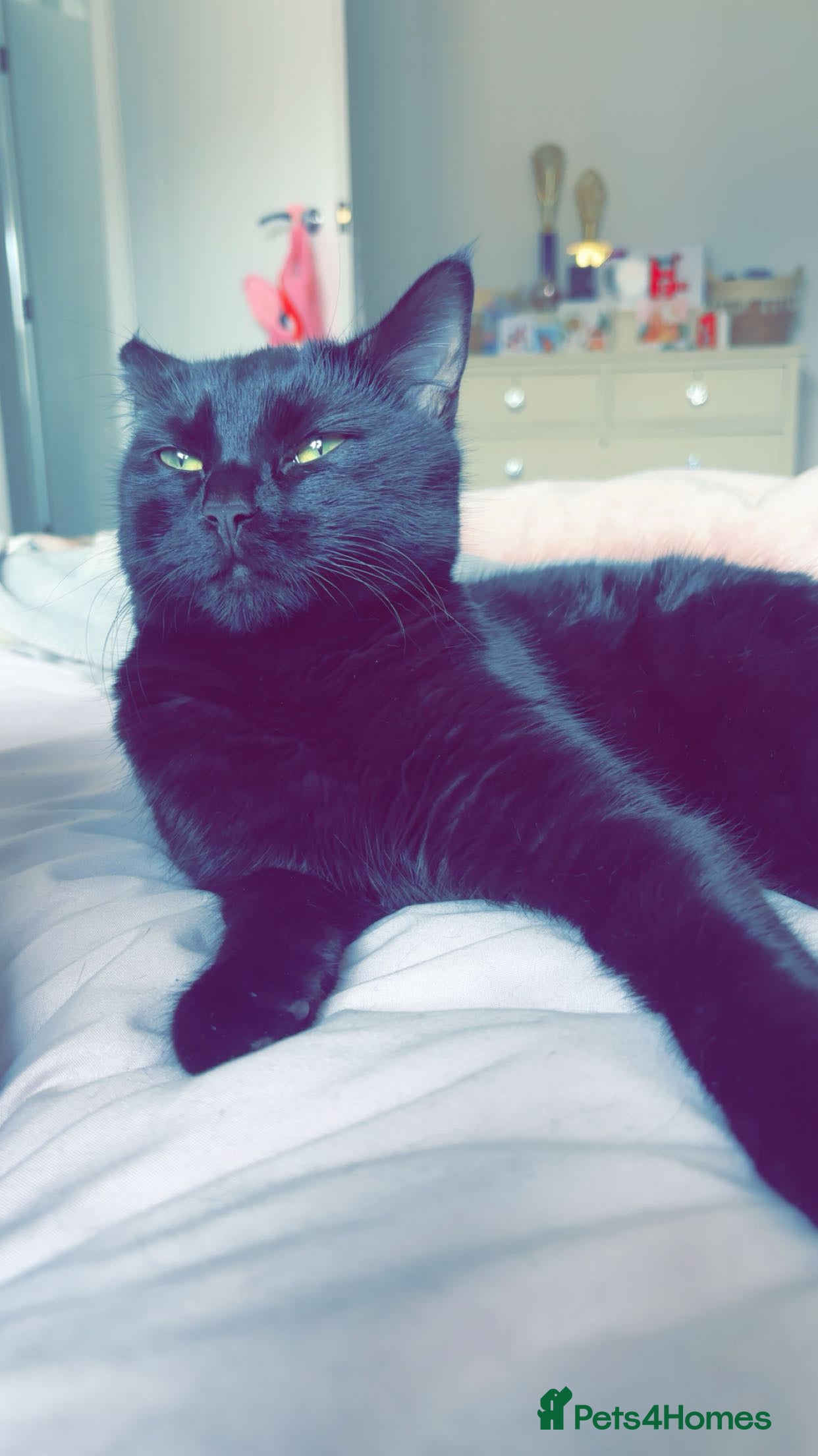 Mixed Breed cats Bengal mix kittens - Advert 2