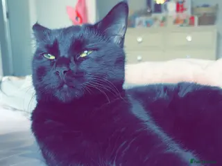 Mixed Breed cats Bengal mix kittens - Advert 2