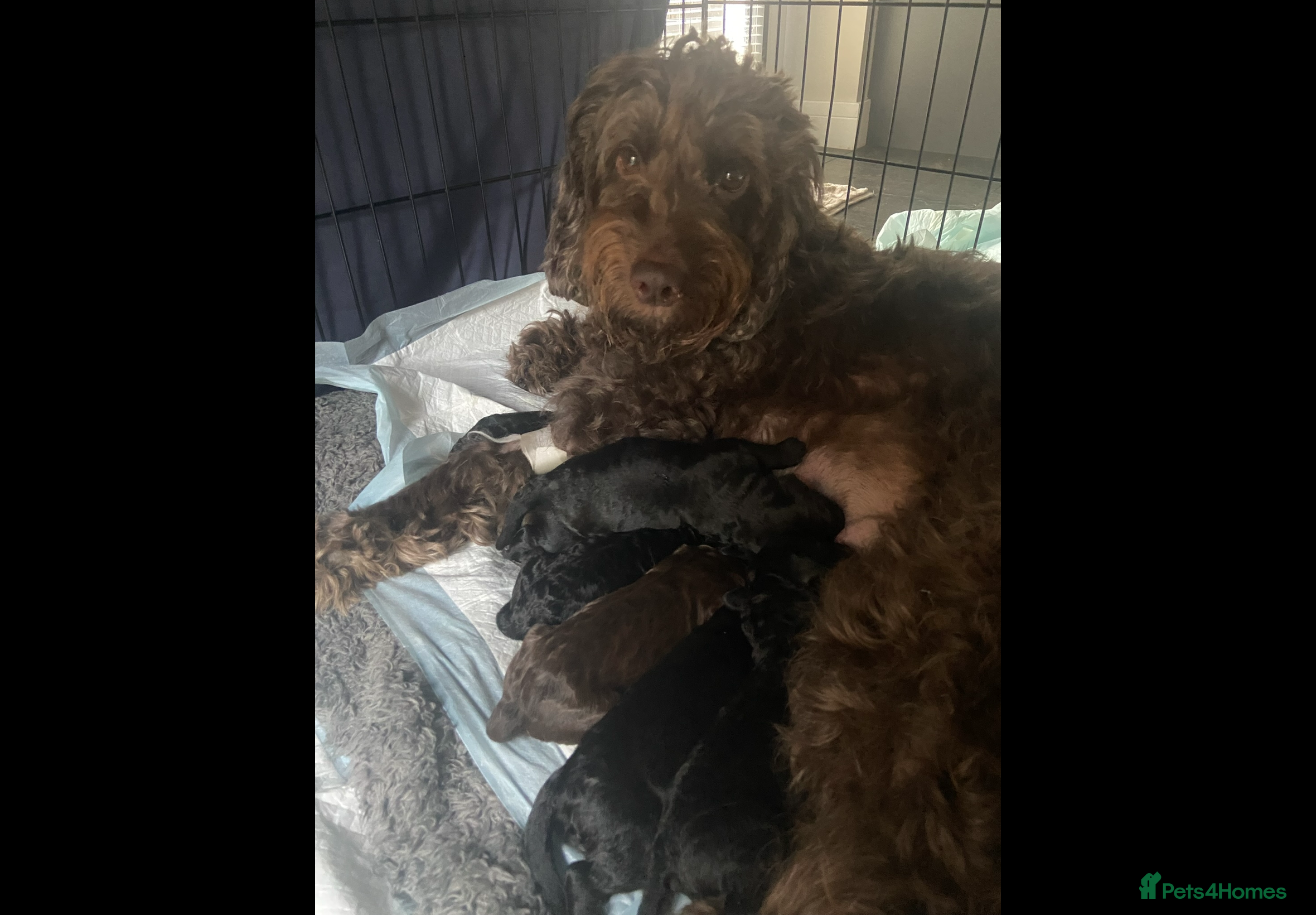 Mixed Breed dogs Miss Red - Advert 2