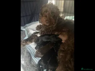 Mixed Breed dogs Miss Red - Advert 2