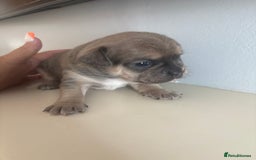 Mixed Breed dogs for sale: French billhuahua - Image 21