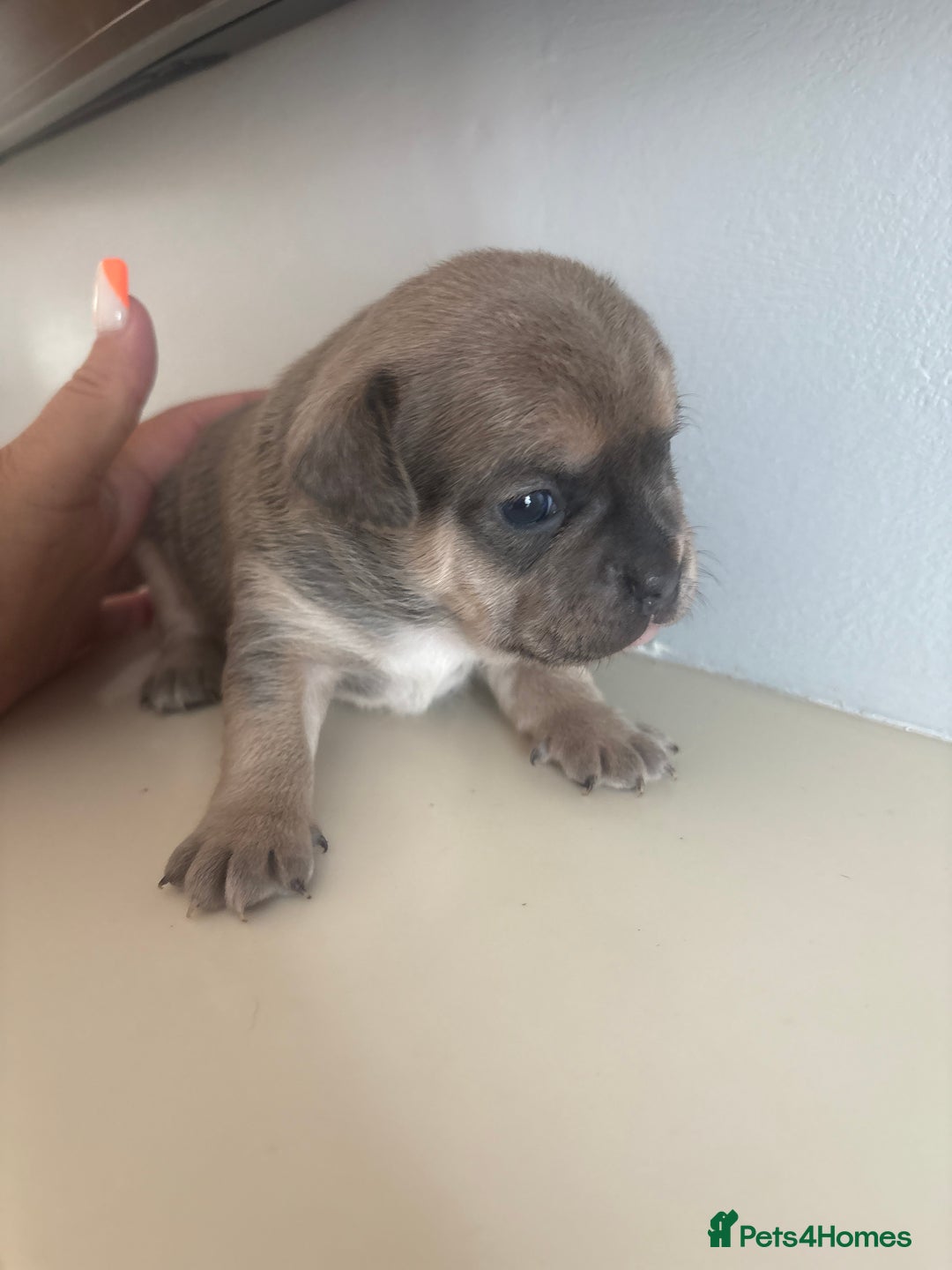 Mixed Breed dogs for sale: French billhuahua - Image 21