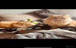 Bengal cats for sale: Two  gingers  cats  - Image 7