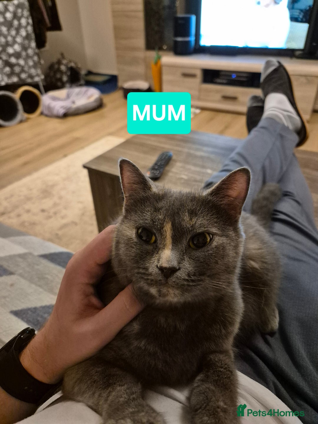 British Shorthair cats for sale: British Shorthair kittens - Image 12