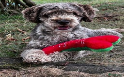 Miniature Poodle dogs for stud: Chocolate Merle Miniature Poodle Fully DNA Tested in Radstock - Image 33
