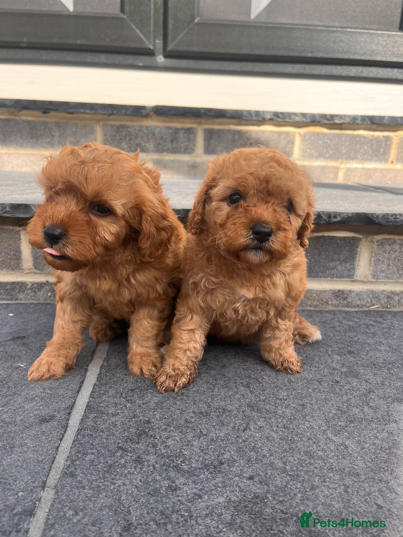 Cavapoo dogs ADORABLE F1 CAVAPOO PUPPYS BOYS +GIRLS AVAILABLE  - Advert 1