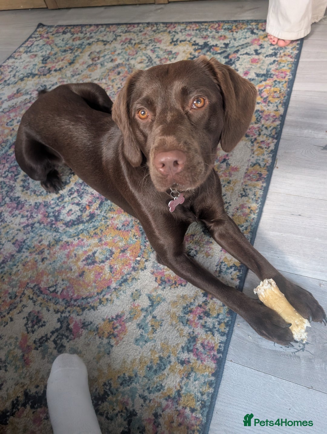 Springador dogs for sale: Beautiful springador girl - Image 3
