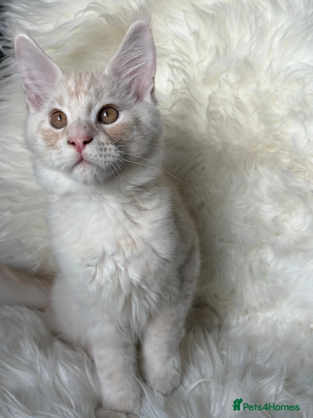 Maine Coon cats for sale: Our last kitten -TICA registered! - Advert 10