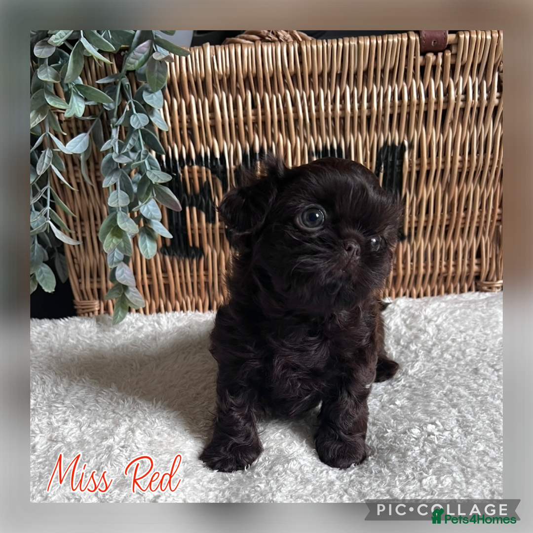 Shih Tzu dogs for sale: Stunning KC chocolate imperial Shihtzu puppies - Image 23