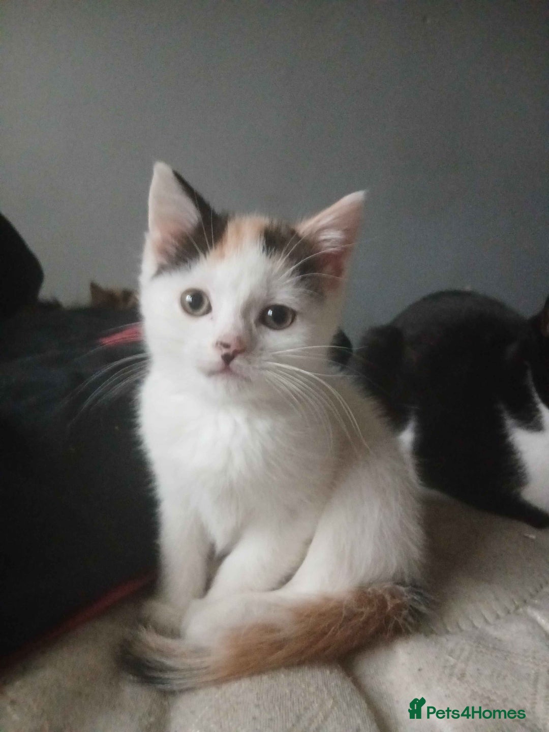 Mixed Breed cats for sale: Two kittens for sale (1 male, 1 fem) - Advert 2