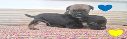 Border Terrier dogs for sale: Beautiful Border Terriers for Sale - Advert 15