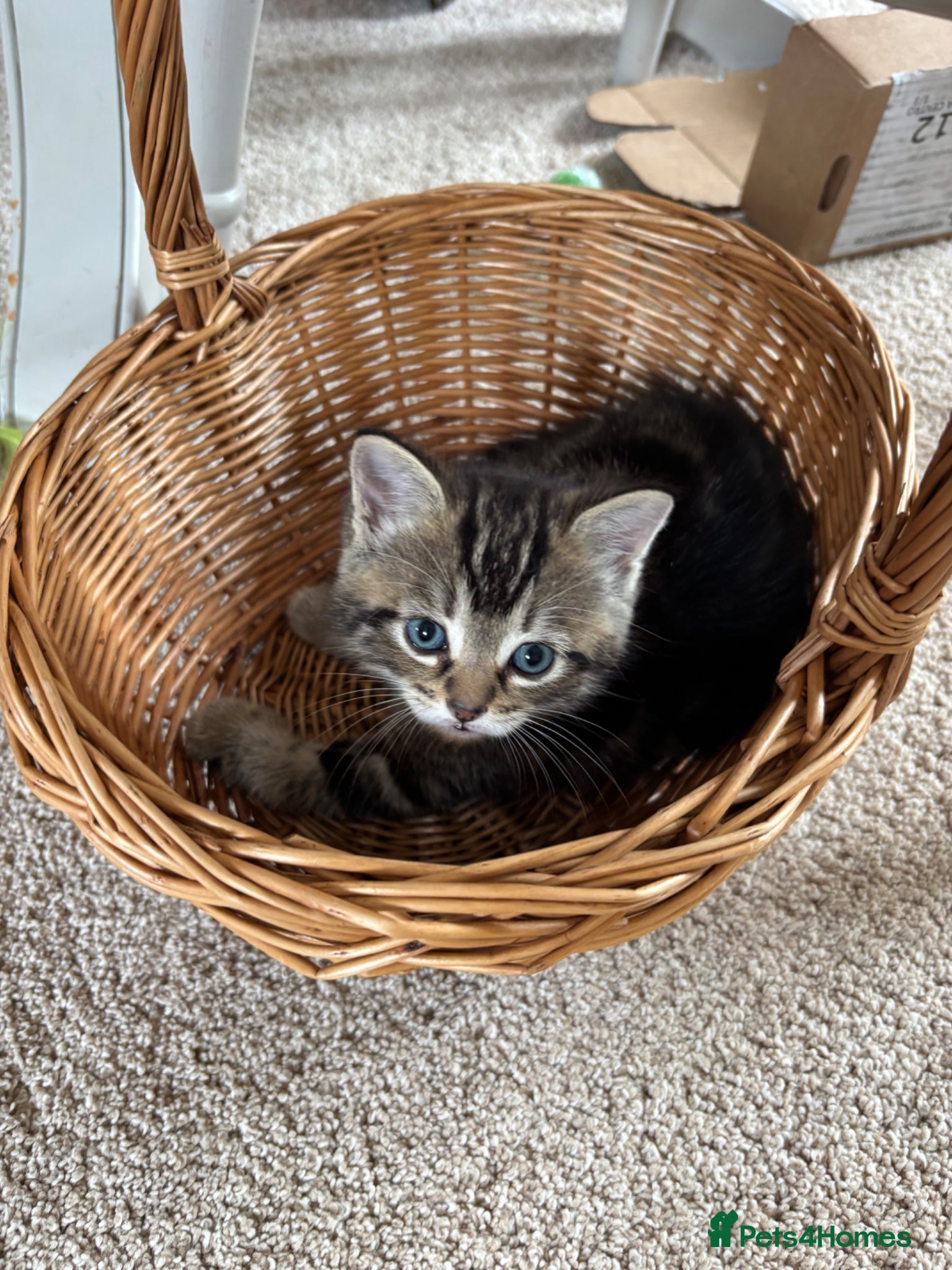 Ragdoll cats for sale: Gorgeous kittens!! - Advert 3