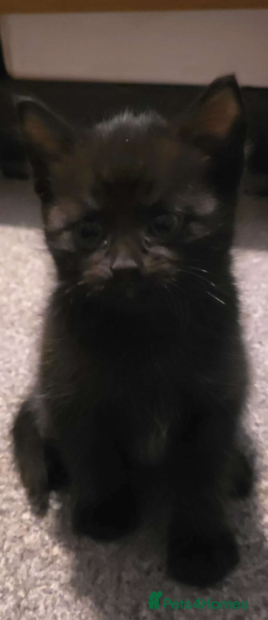 British Longhair cats for sale: Gorgeous black female kitten  - Advert 11