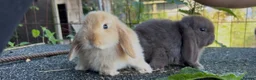Mini Lop rabbits for sale: Selection of mini lops - Advert 1