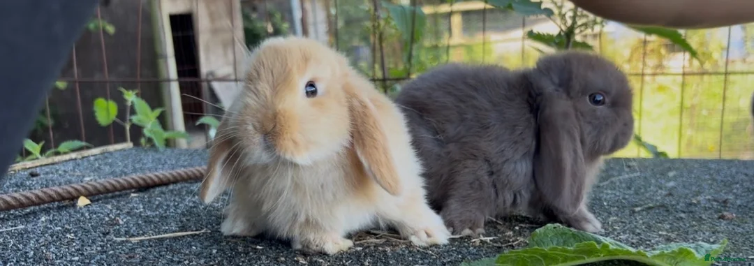 Mini Lop rabbits for sale: Selection of mini lops - Advert 1