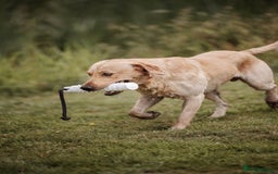 Labrador Retriever dogs for stud: KC reg Labrador for Stud - Image 3