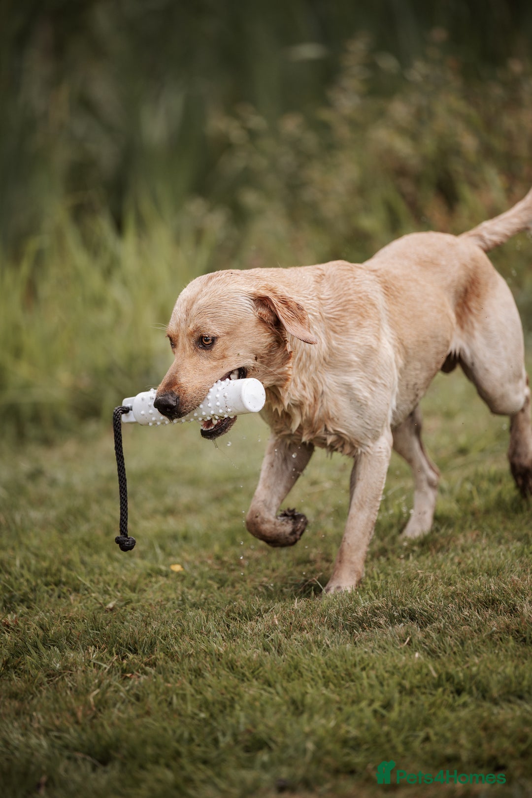 Labrador Retriever dogs for stud: KC reg Labrador for Stud - Image 3