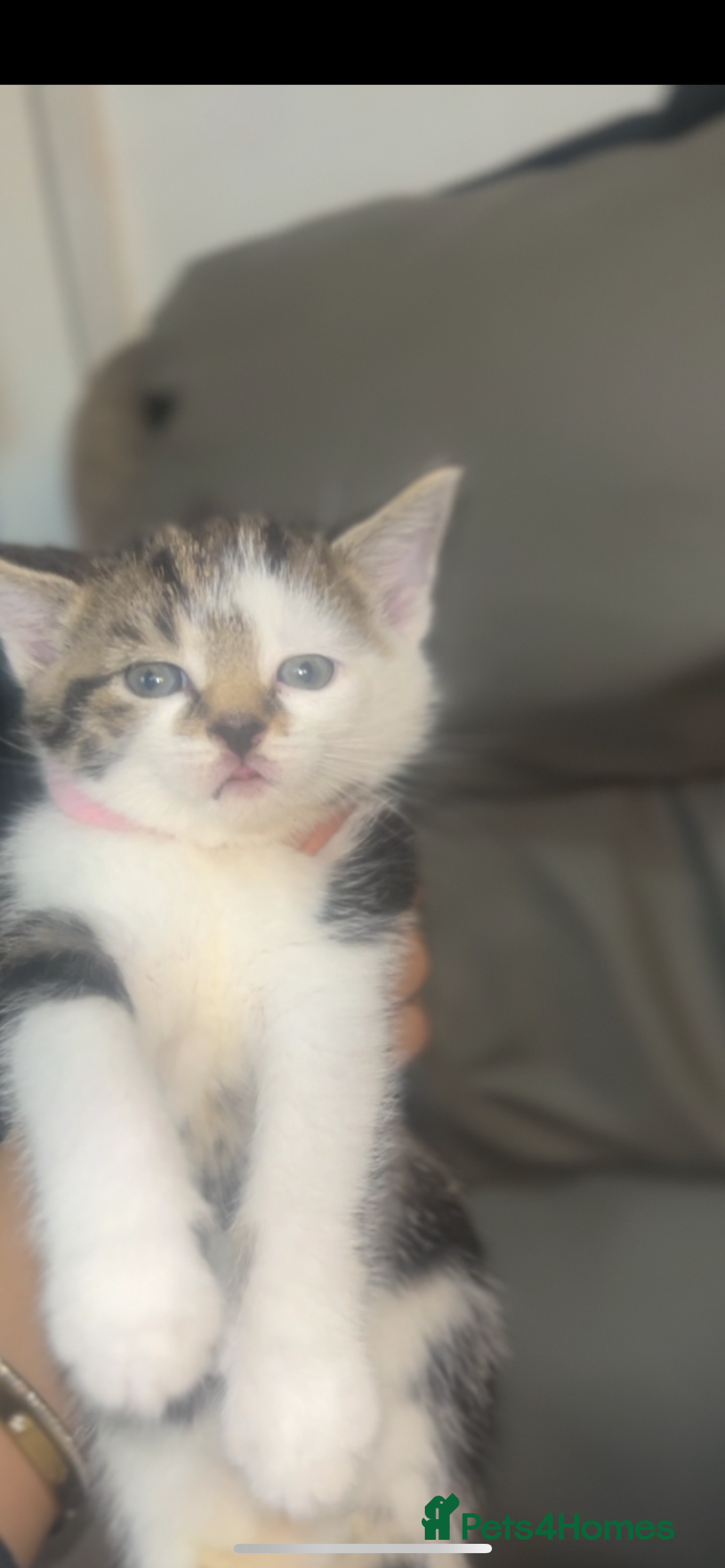 British Shorthair cats for sale: British shorthair kittens  - Image 6