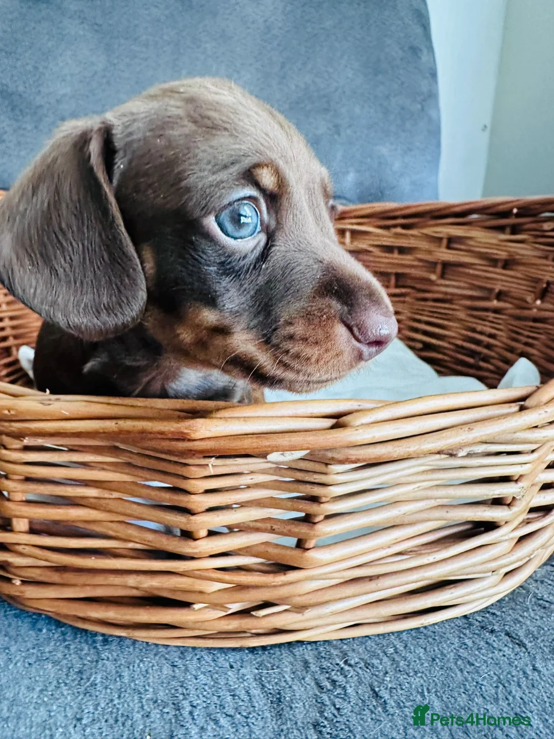 Miniature Dachshund dogs for sale: Miniature dapple dachshund puppies  - Advert 9