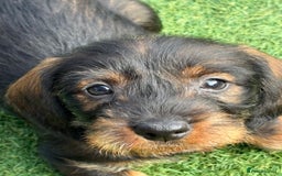 Dachshund dogs for sale: Wirey dachshund/ teckels - Image 7