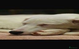 Mixed Breed dogs for adoption: Kira for adoption - Image 7