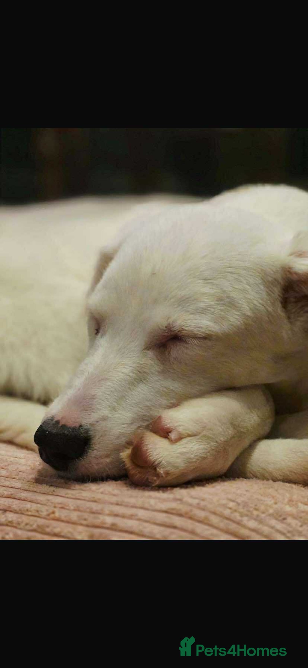 Mixed Breed dogs for adoption: Kira for adoption - Image 7