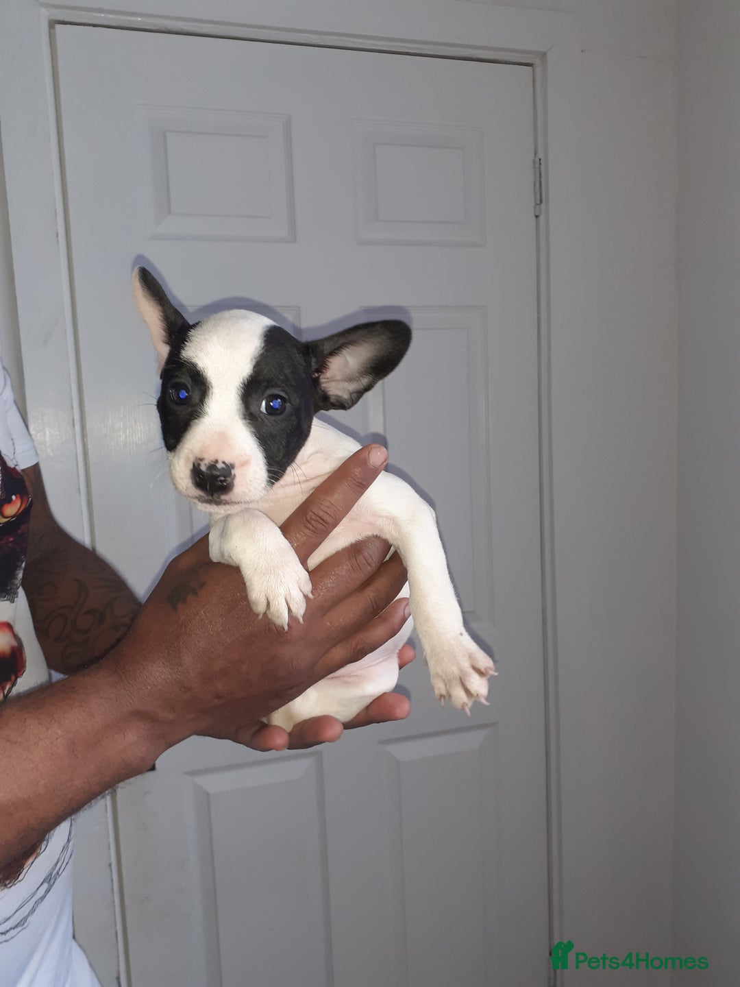 Mixed Breed dogs for sale: Frenglish puppies ready now - Image 8