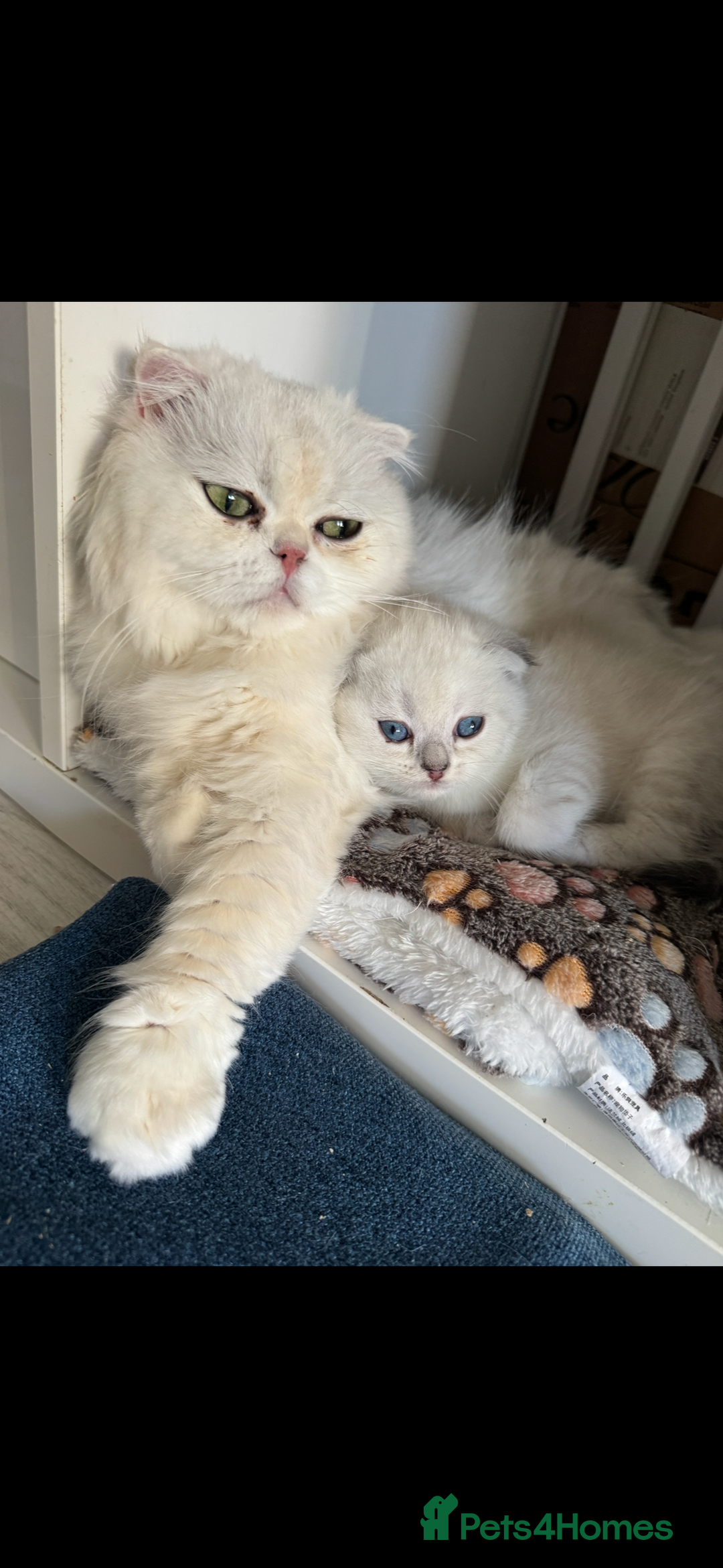 Scottish Fold cats for sale: 2 Stunning Scottish Fold Litters Available - Advert 1
