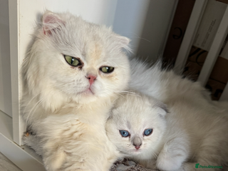 Scottish Fold cats 2 Stunning Scottish Fold Litters Available - Advert 1
