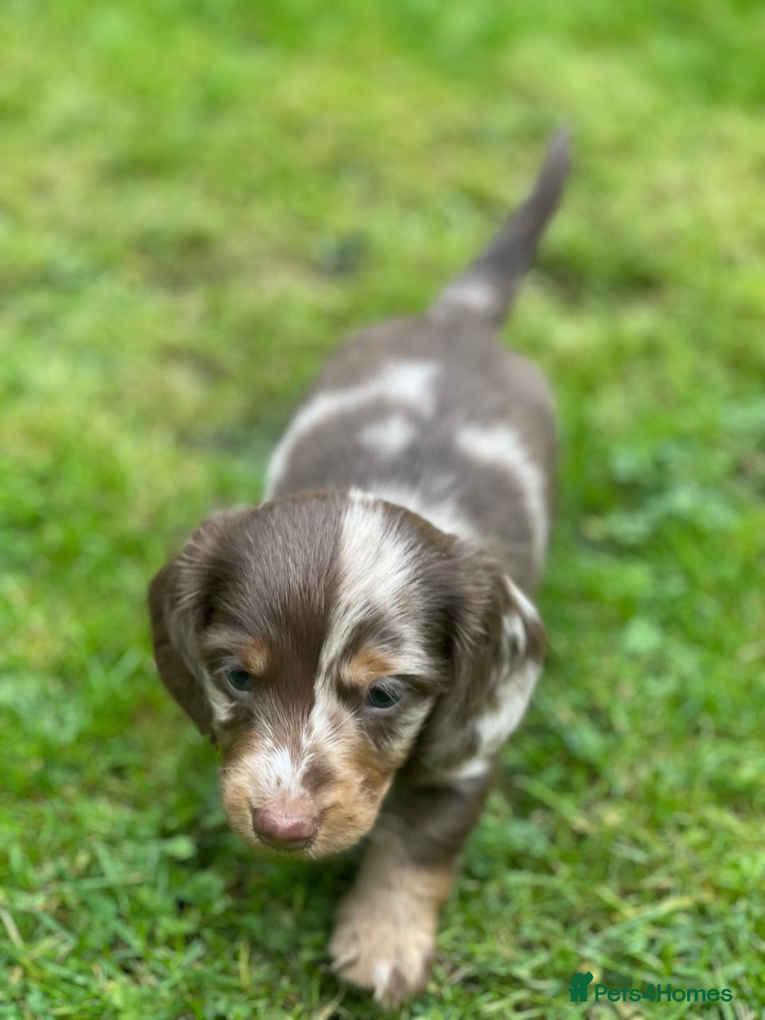 Miniature Dachshund dogs for sale: Kc Reg Long Haired Miniture Dachshund Puppies - Image 22