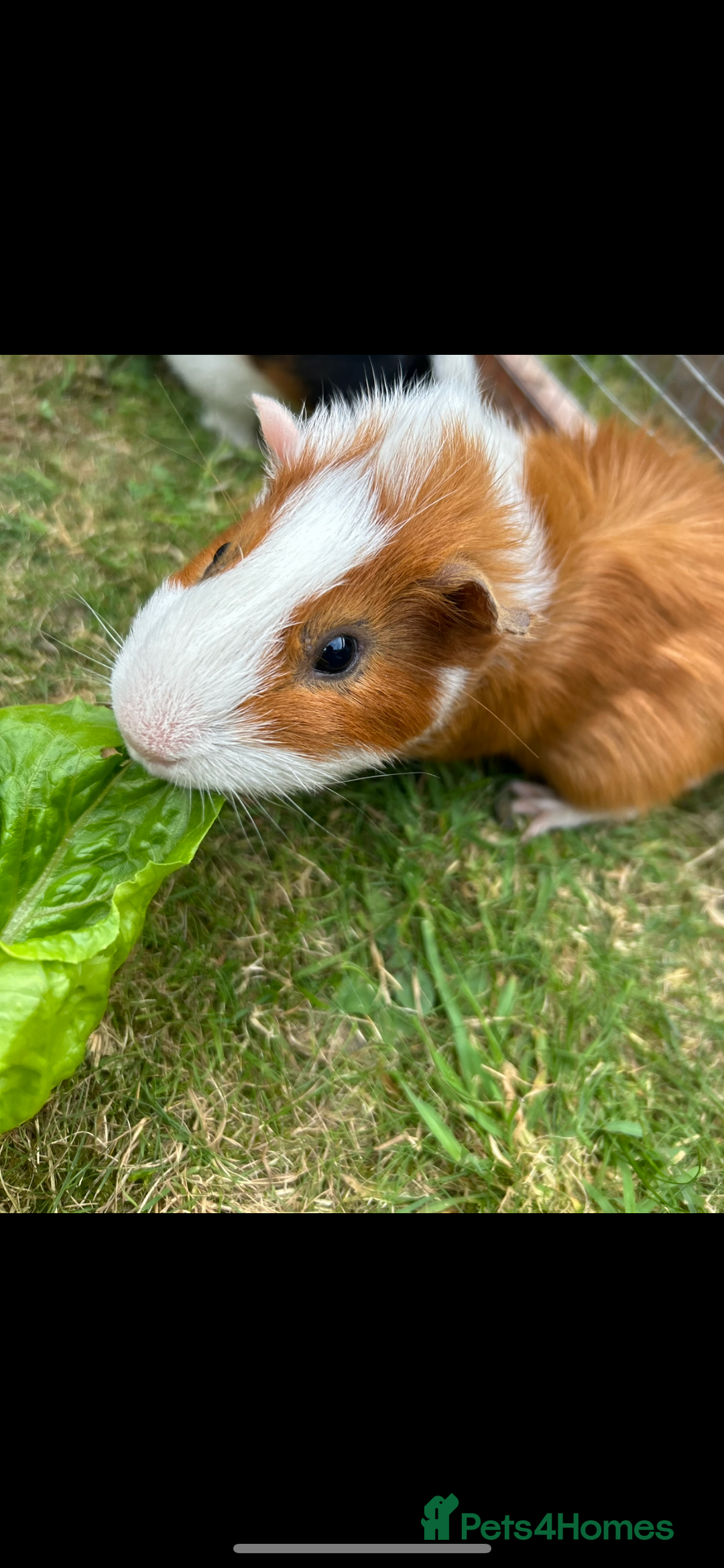 Guinea Pig rodents for sale: Jett & Fox- beautiful pair of bonded boys  - Advert 1