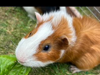Guinea Pig rodents Jett & Fox- beautiful pair of bonded boys - Advert 7