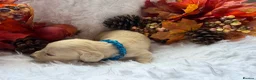 Miniature Dachshund dogs for sale: 👑CREAM MINIATURE LONGHAIR 👑 - Advert 9