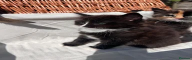 Mixed Breed Kitten 3