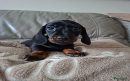 Miniature Dachshund dogs for sale: Miniature smooth hair dachshunds - Image 15