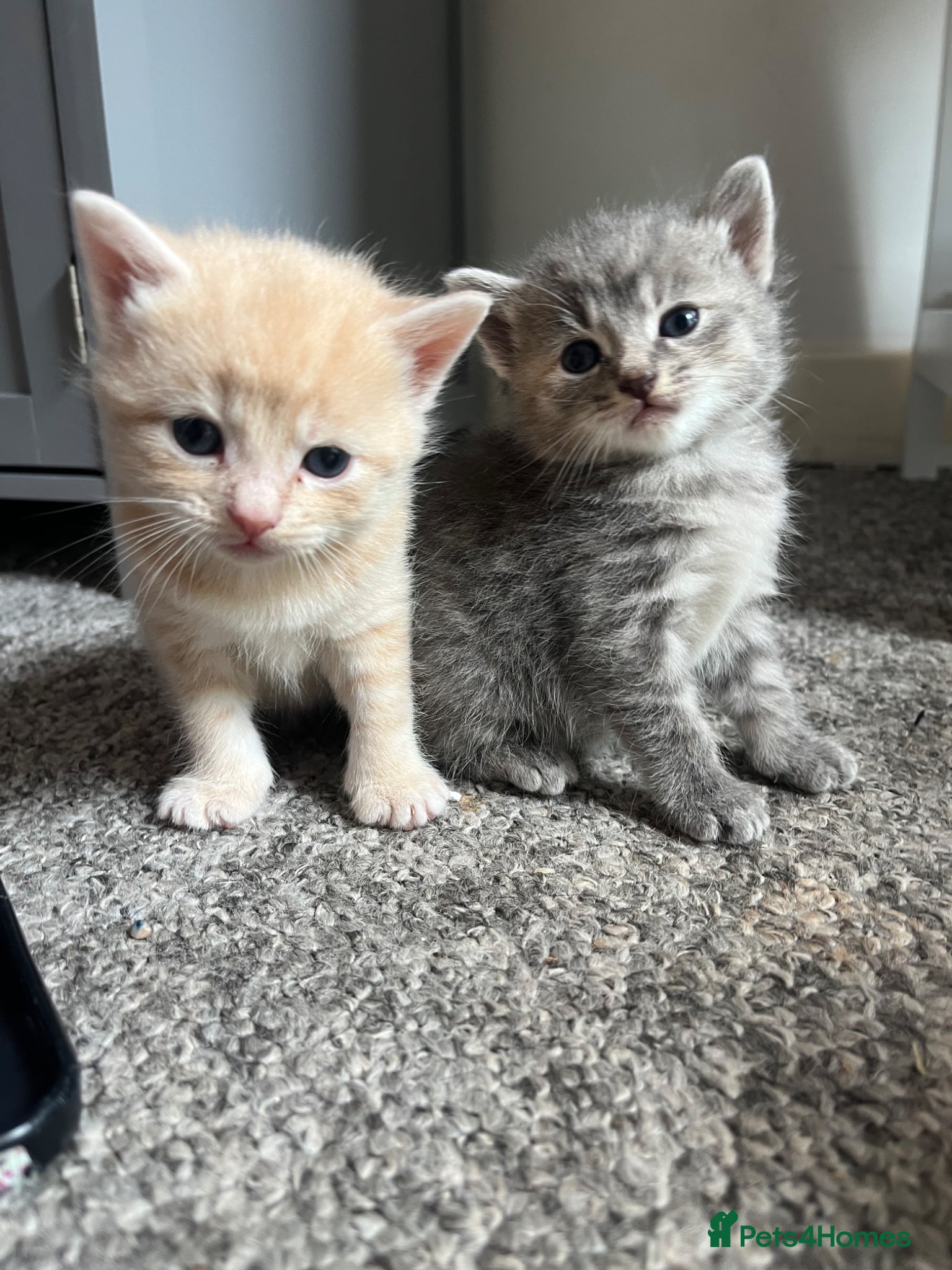 Siamese cats Fluffy Siamese mix kittens ginger or grey - Advert 14