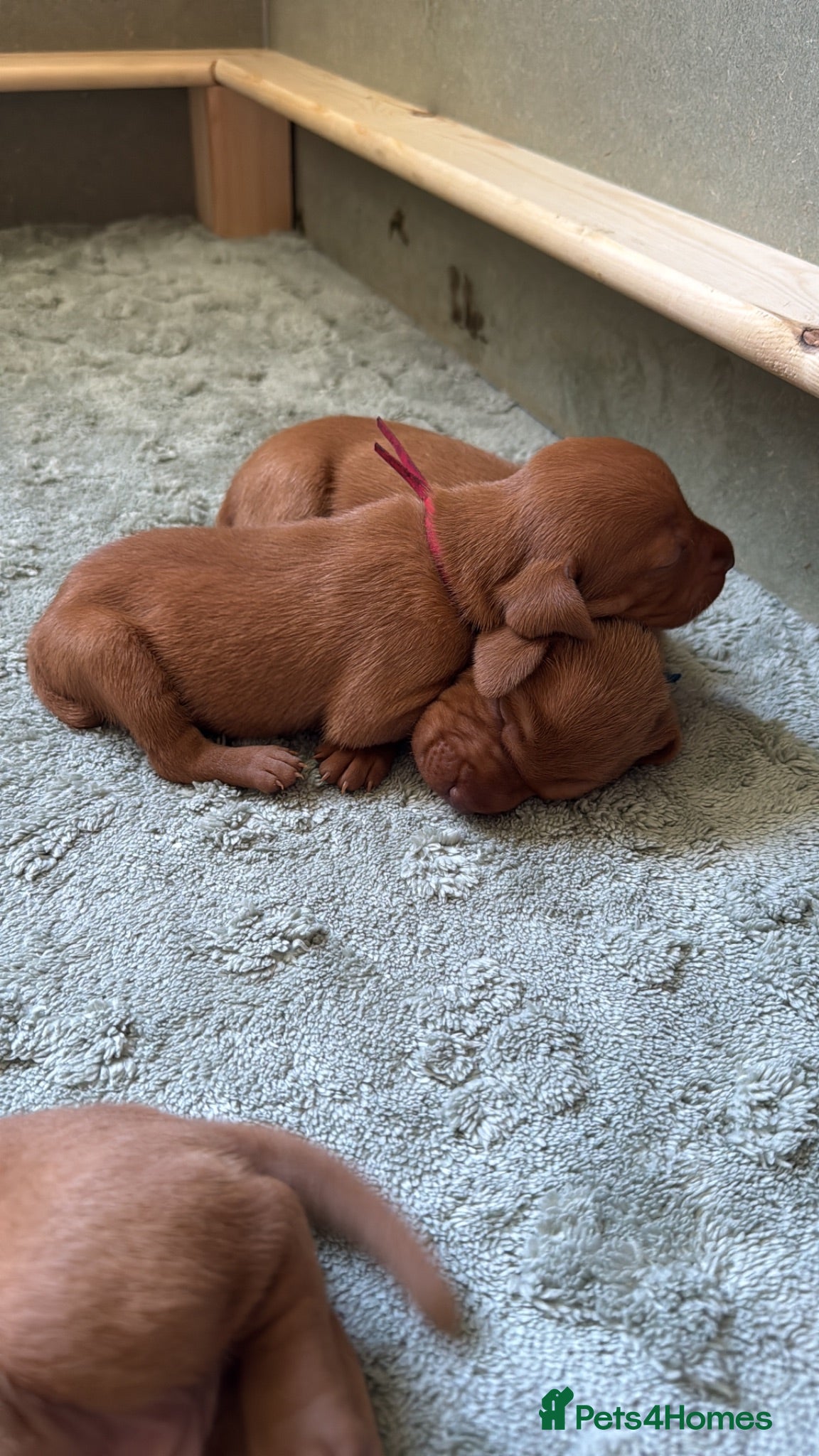 Hungarian Vizsla dogs Exceptional KC Pedigree Hungarian Vizsla’s 13 jun - Advert 1