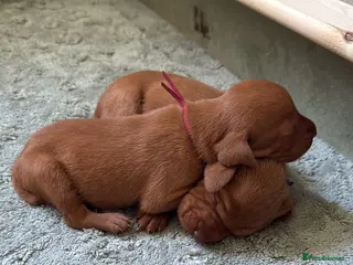 Hungarian Vizsla dogs Exceptional KC Pedigree Hungarian Vizsla’s 13 jun - Advert 2