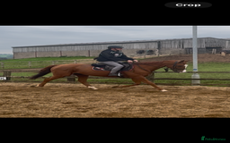 English Thoroughbred horses for sale: King the local superstar - Image 2