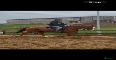 English Thoroughbred horses - Advert 3