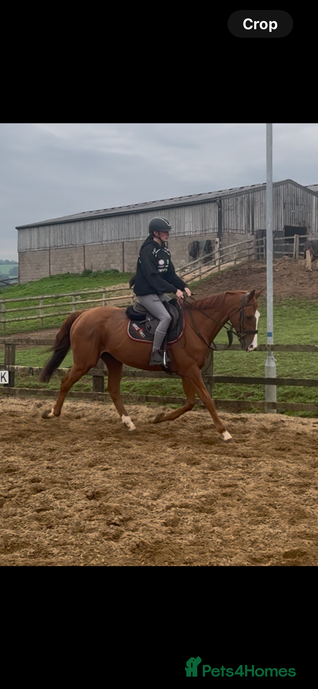 English Thoroughbred horses for sale: King the local superstar - Image 2