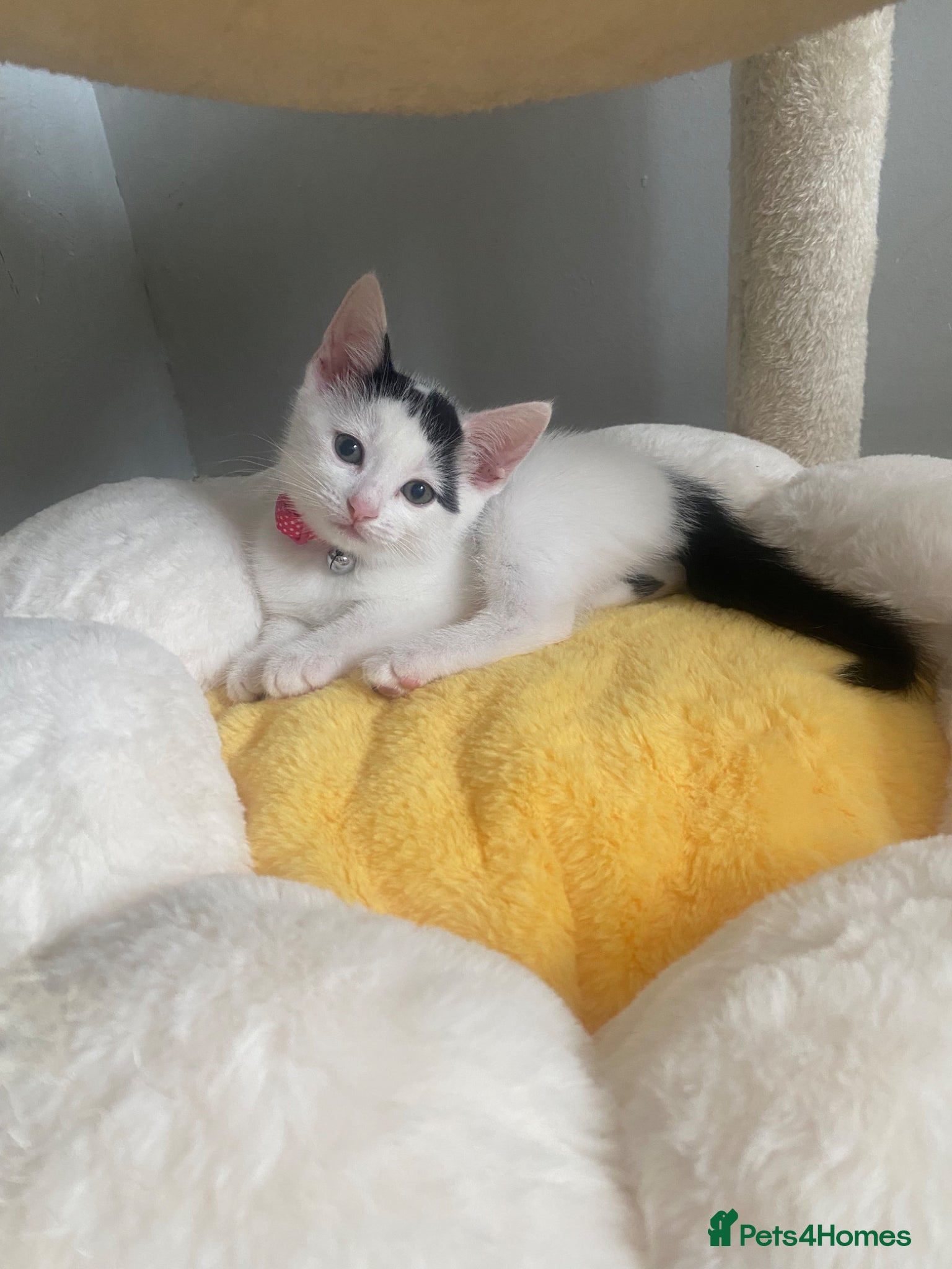 Mixed Breed cats for sale: Mixed breed female kittens - Advert 5
