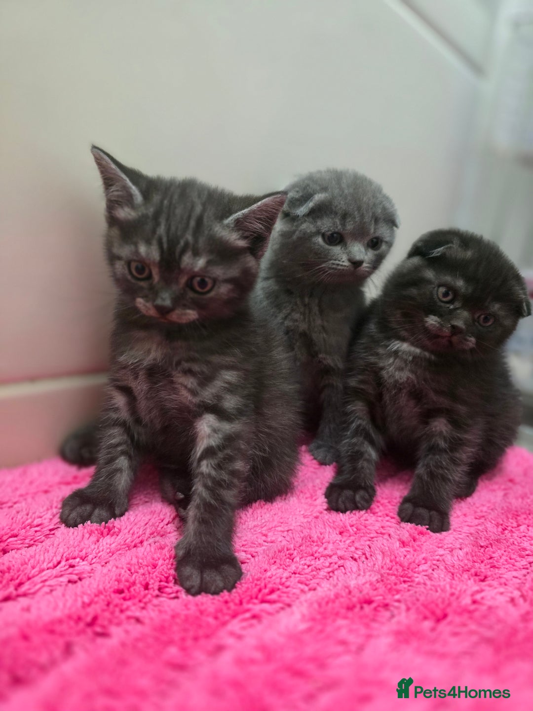 Scottish Fold cats for sale: Beautiful 😍 Scottish Fold/Straight kittens  - Advert 2