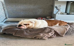 English Bulldog dogs for sale: Neil  - Image 17