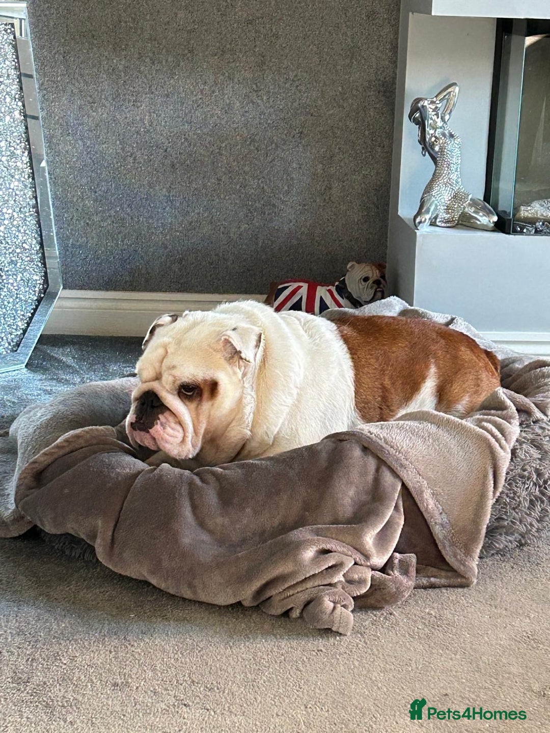 English Bulldog dogs for sale: Neil  - Image 17