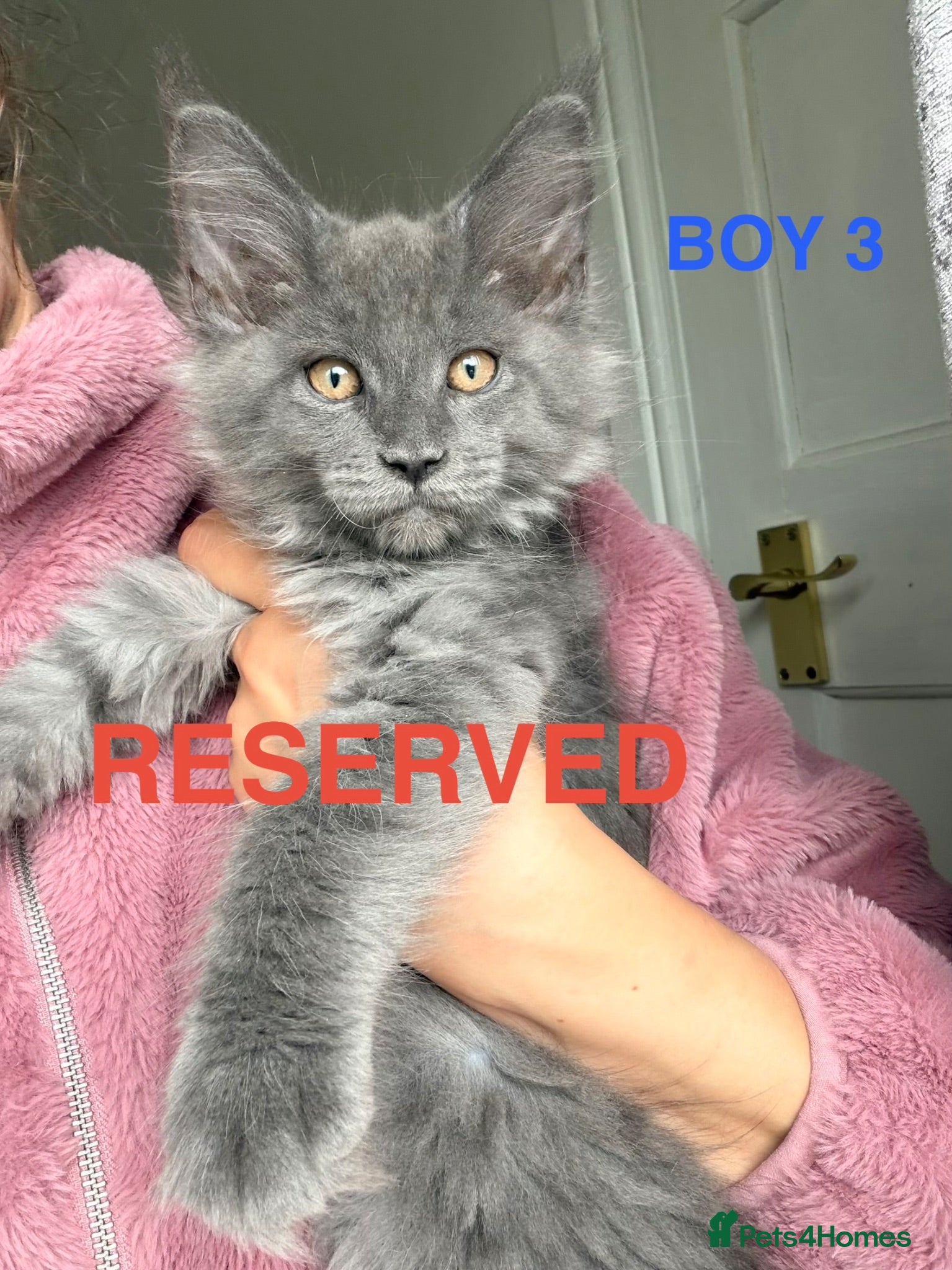 Maine Coon cats Only 2 left. SHOW QUALITY MAINE COON KITTENS  - Advert 2